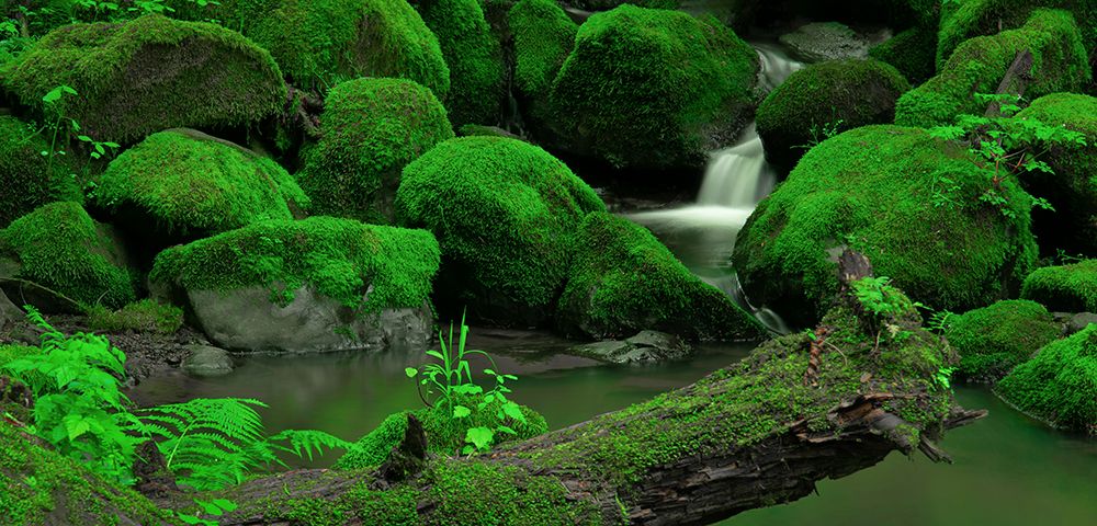 Forest Falls art print by Don Schwartz for $57.95 CAD