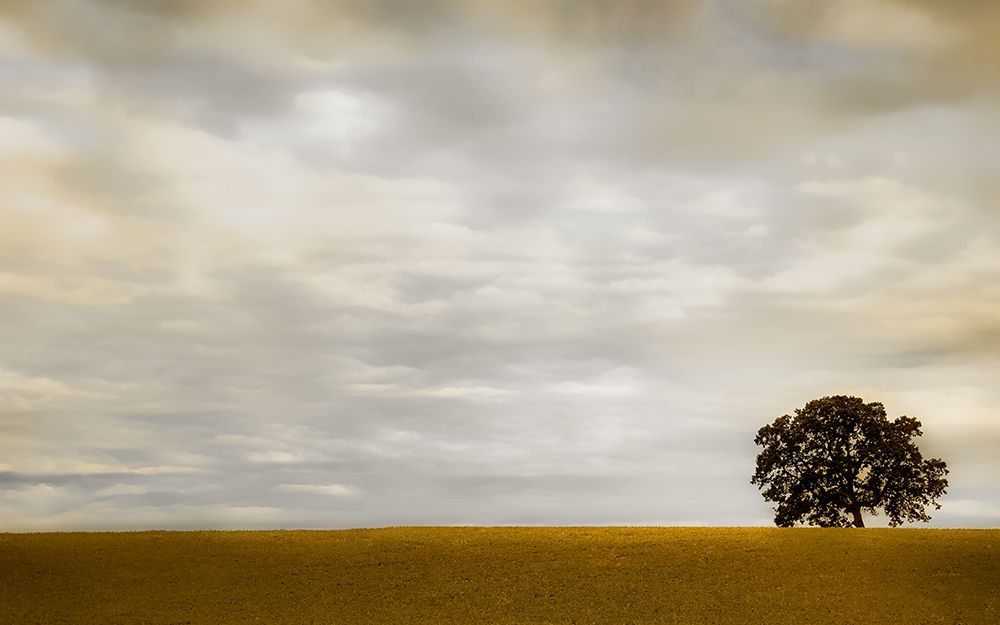Tree on a Tranquil Morning art print by Don Schwartz for $57.95 CAD