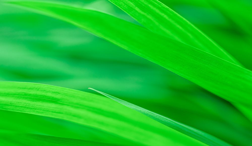 Green Grasses art print by Don Schwartz for $57.95 CAD