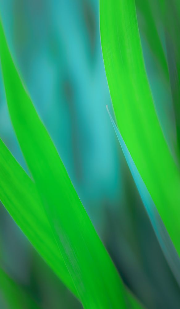 Tall, Green Blades of Grass art print by Don Schwartz for $57.95 CAD