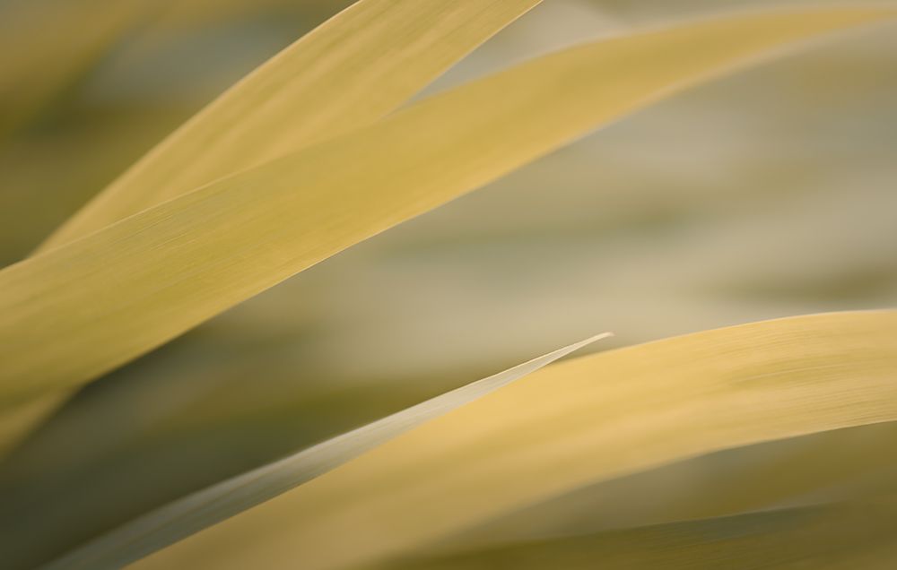 Golden Grasses art print by Don Schwartz for $57.95 CAD
