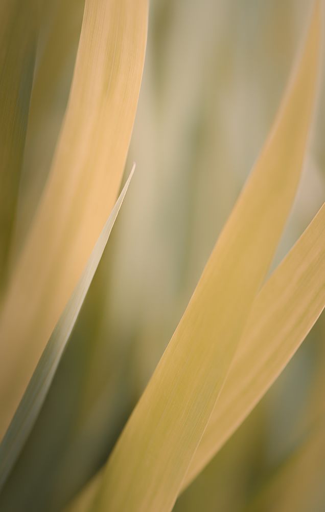 Tall and Golden Grasses art print by Don Schwartz for $57.95 CAD