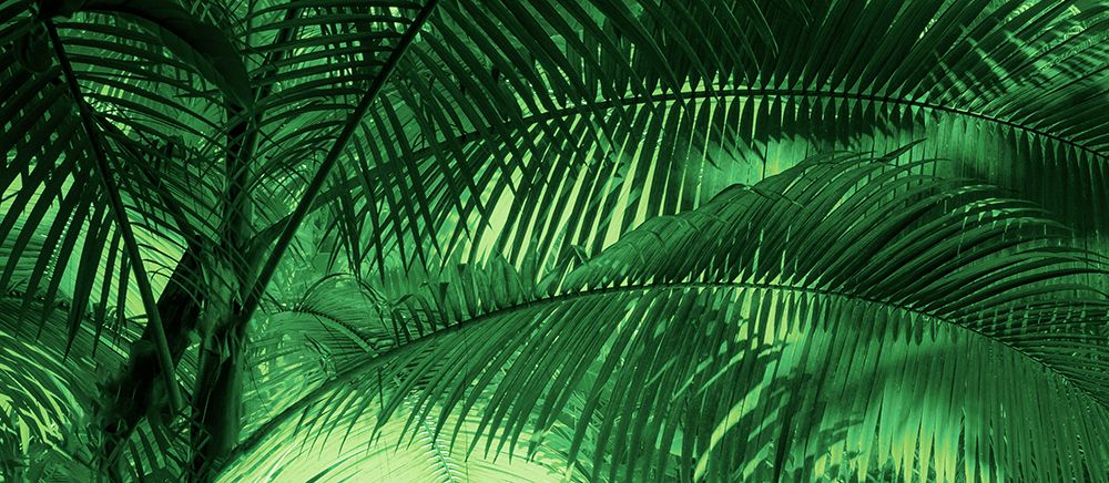 Sunkissed Palms art print by Don Schwartz for $57.95 CAD