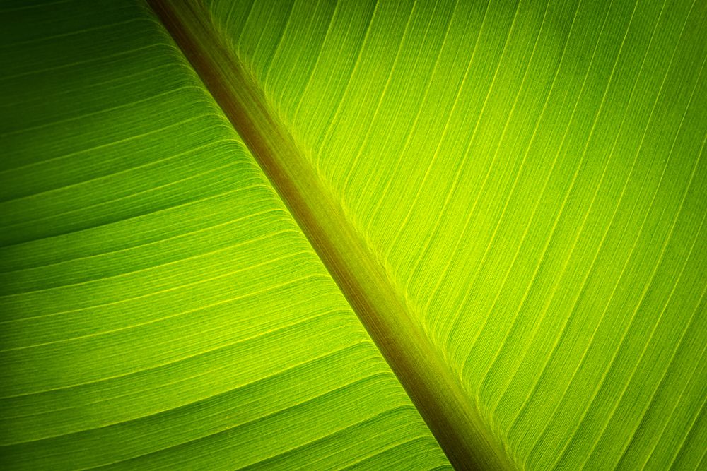 Banana Tree Leaf I art print by Don Schwartz for $57.95 CAD