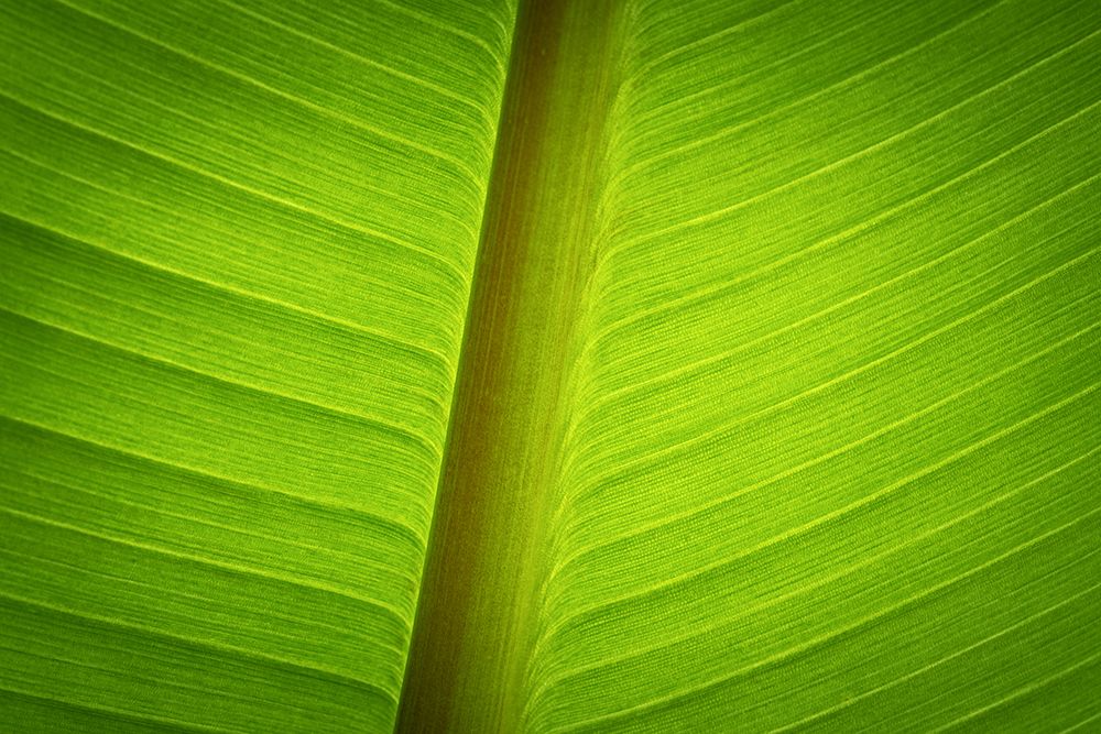 Banana Tree Leaf II art print by Don Schwartz for $57.95 CAD