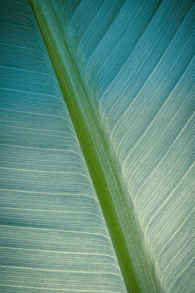 Banana Tree Leaf III art print by Don Schwartz for $57.95 CAD
