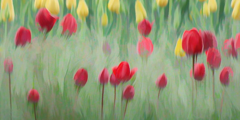 Bonanza of Tulips art print by Don Schwartz for $57.95 CAD