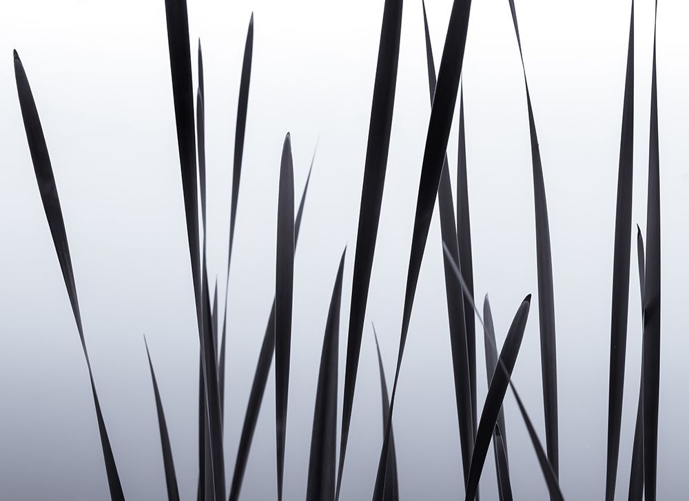 Lakeside Grasses I art print by Don Schwartz for $57.95 CAD