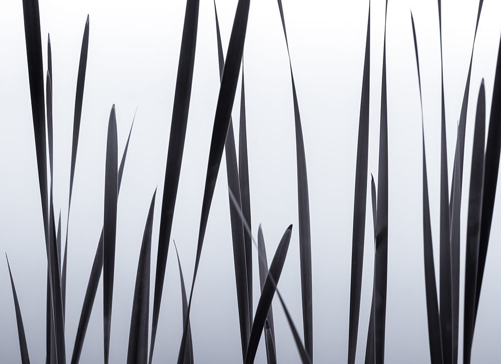 Lakeside Grasses II art print by Don Schwartz for $57.95 CAD