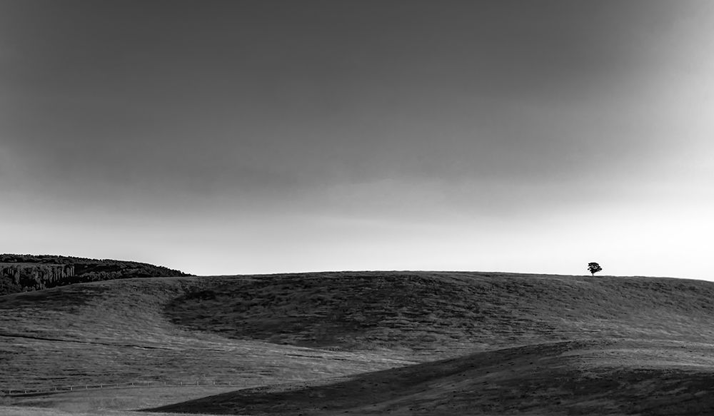 Tree on the Ridge art print by Don Schwartz for $57.95 CAD