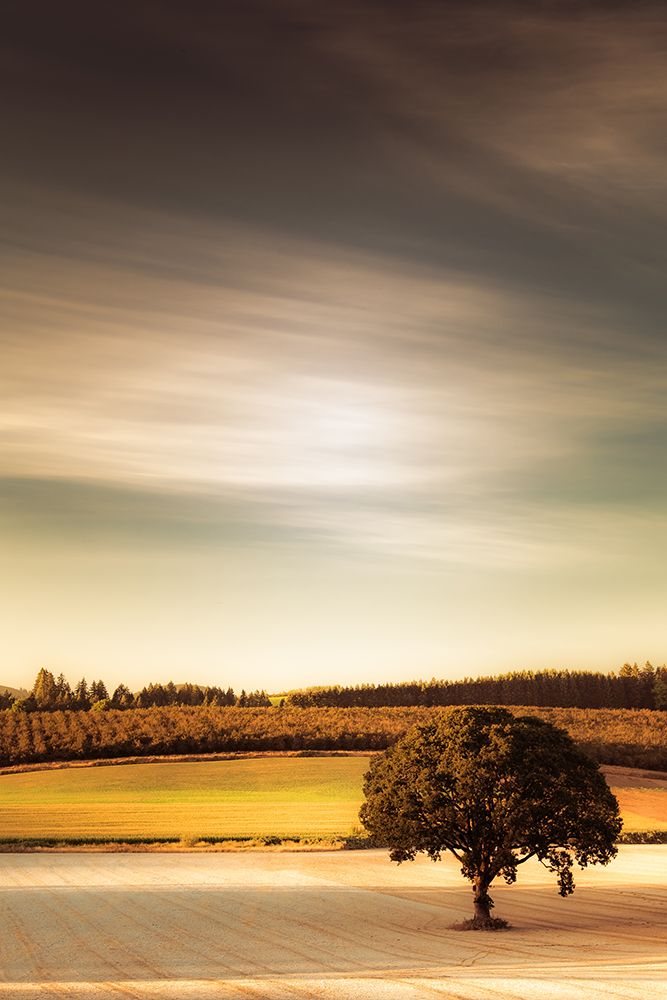 Lone Tree at Sundown art print by Don Schwartz for $57.95 CAD