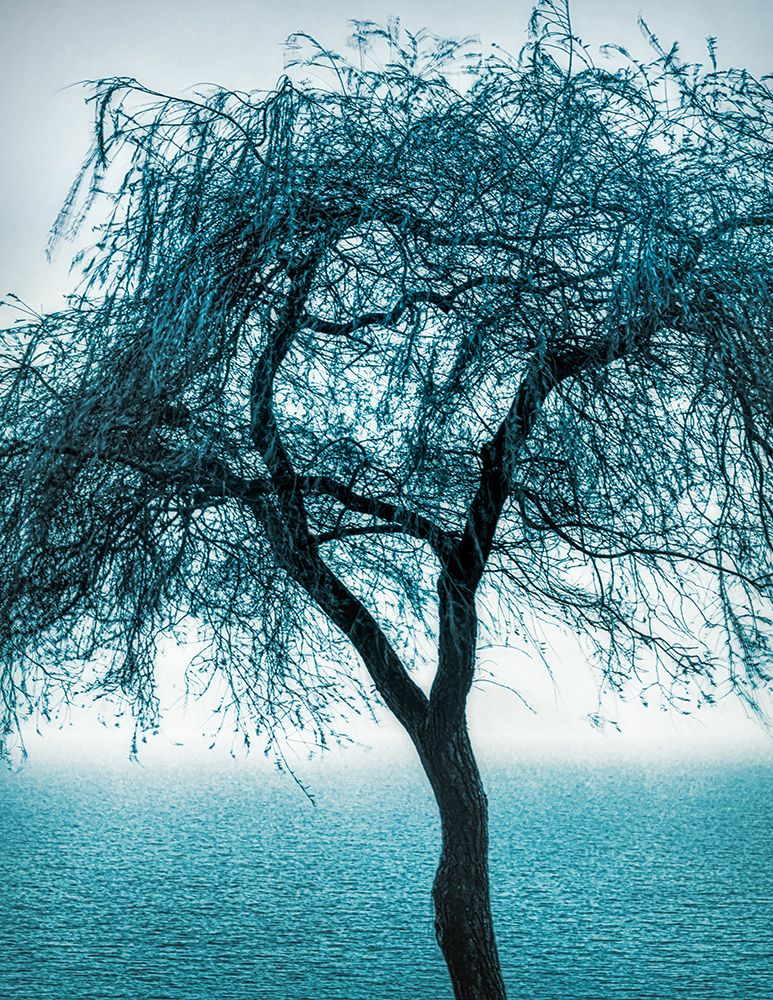Tree by the Sea art print by Don Schwartz for $57.95 CAD