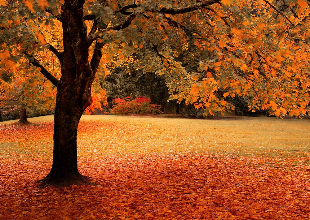 Maple Surrounded art print by Don Schwartz for $57.95 CAD