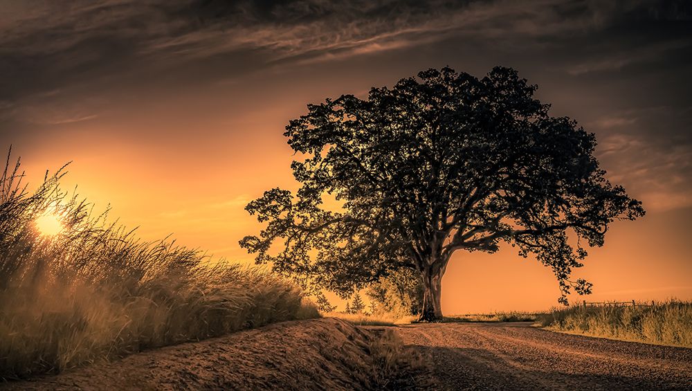 Grand Tree at Sunrise art print by Don Schwartz for $57.95 CAD