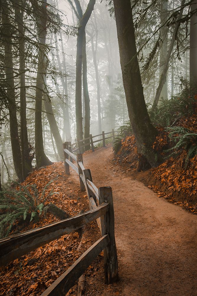 Winding Through the Mist art print by Don Schwartz for $57.95 CAD