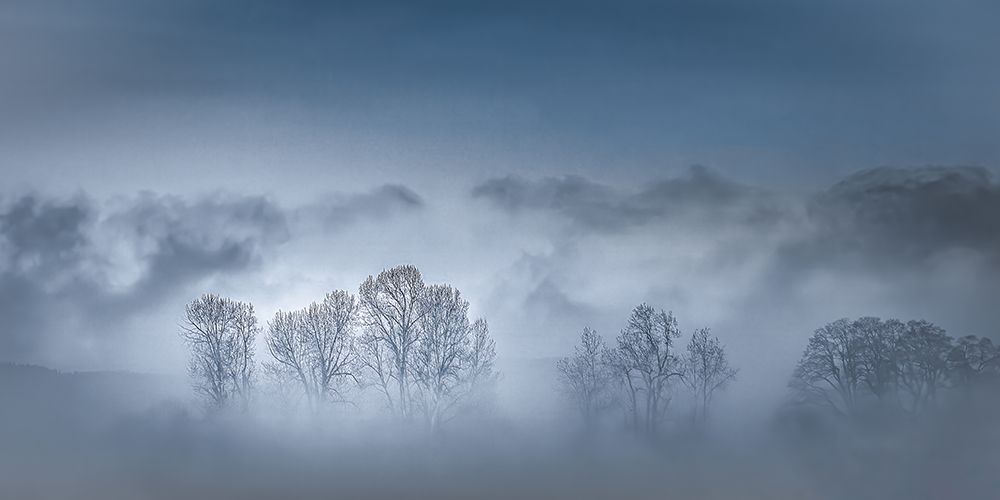 Bare Trees in the Morning art print by Don Schwartz for $57.95 CAD