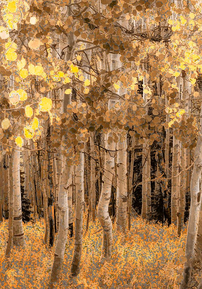 Aspens in Early Autumn art print by Don Schwartz for $57.95 CAD
