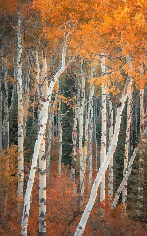 Autumn Woodland art print by Don Schwartz for $57.95 CAD