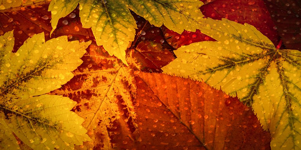 Scattered Leaves I art print by Don Schwartz for $57.95 CAD
