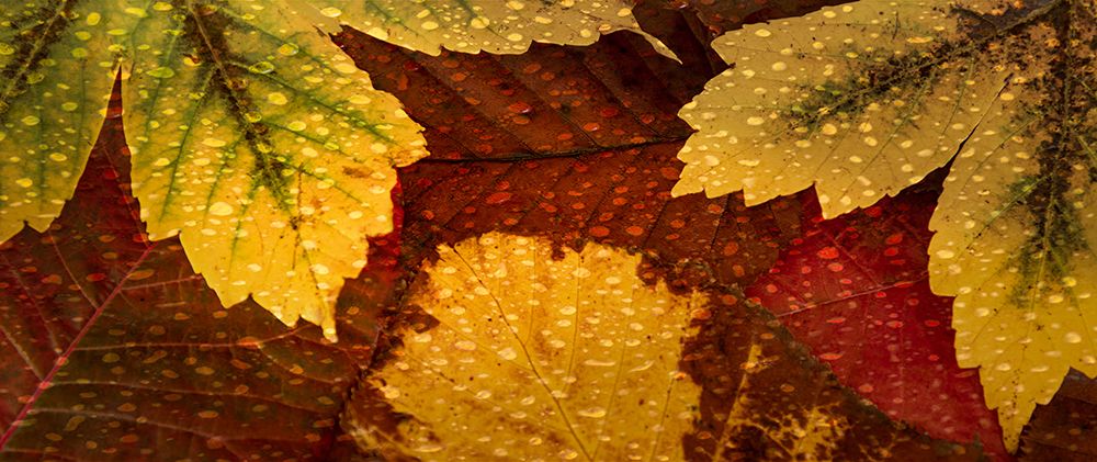 Scattered Leaves II art print by Don Schwartz for $57.95 CAD