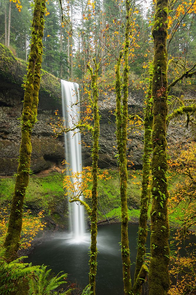 Leafy Autumn Cascade art print by Don Schwartz for $57.95 CAD