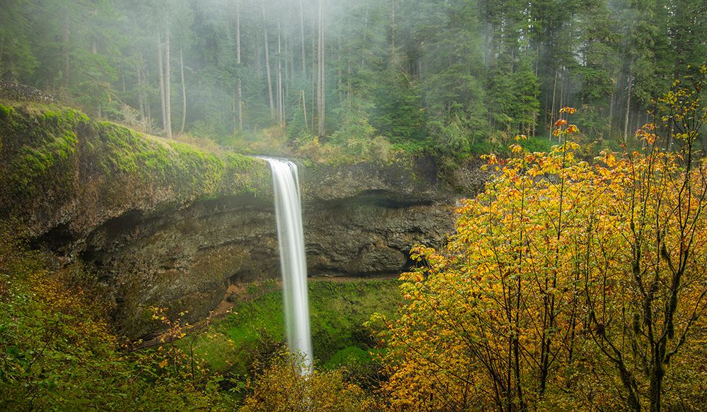 Forest Falls in Autumn Mist art print by Don Schwartz for $57.95 CAD