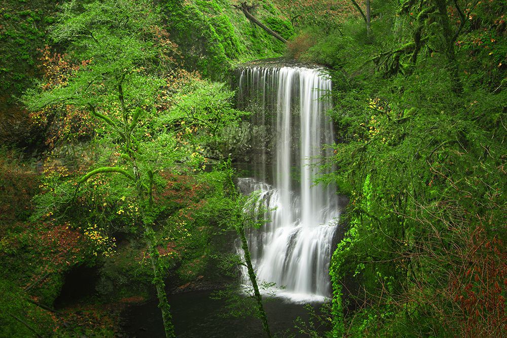 Silky Forest Falls art print by Don Schwartz for $57.95 CAD