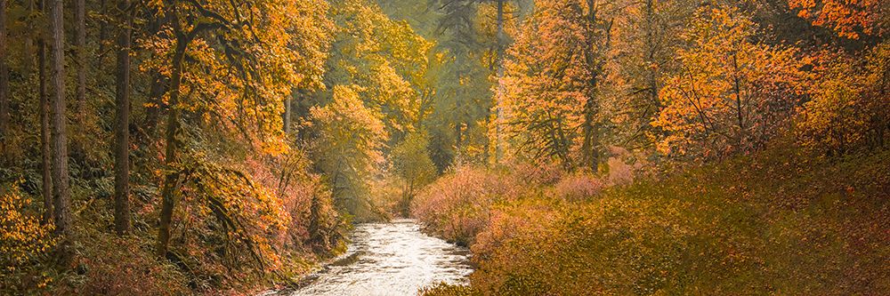Creek Through the Autumn Woods art print by Don Schwartz for $57.95 CAD