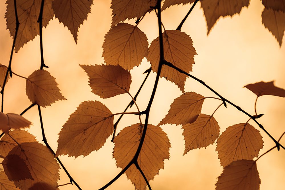 Golden Fall Foliage art print by Don Schwartz for $57.95 CAD