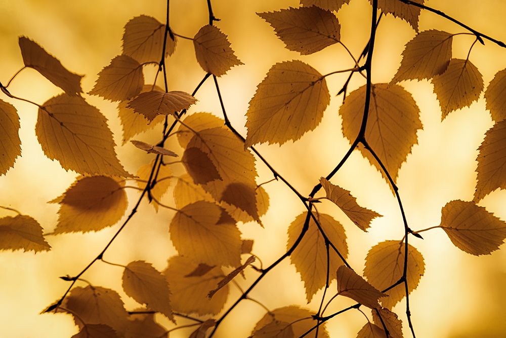 Leaves in Autumn Light art print by Don Schwartz for $57.95 CAD