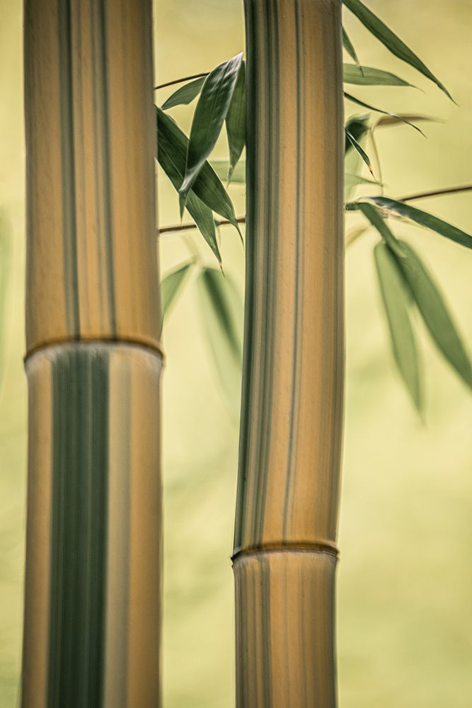 Bamboo Serenity art print by Don Schwartz for $57.95 CAD