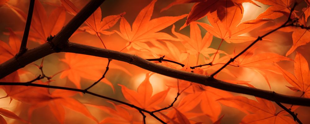 Late Days of Autumn art print by Don Schwartz for $57.95 CAD