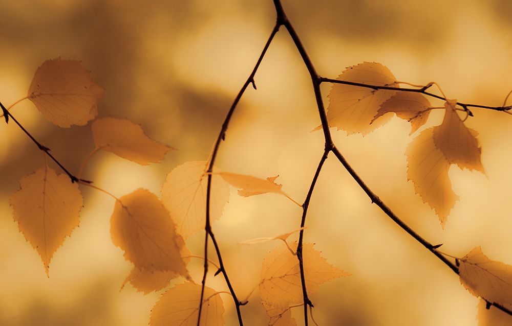Dangling Leaves art print by Don Schwartz for $57.95 CAD
