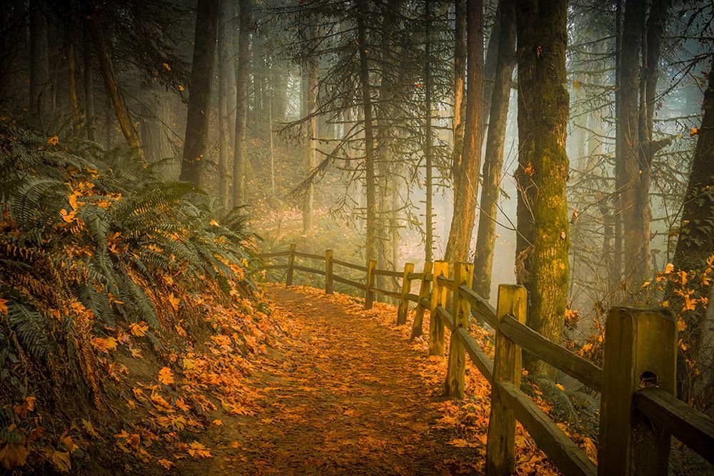 Footpath Through the Forest art print by Don Schwartz for $57.95 CAD