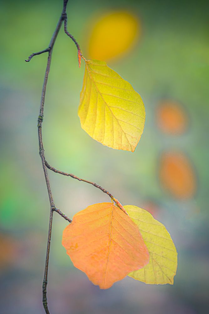Fall Foliage art print by Don Schwartz for $57.95 CAD