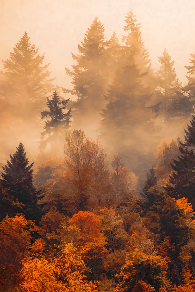 Forest in the Autumn Mist art print by Don Schwartz for $57.95 CAD