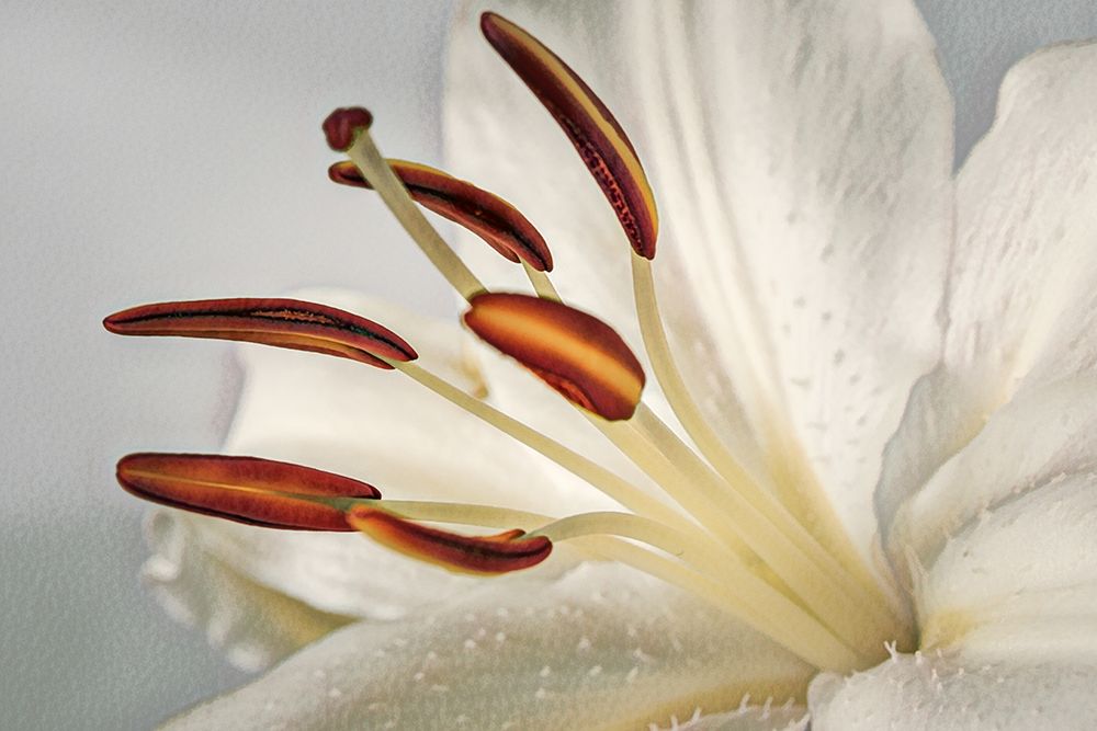 White Lily I art print by Don Schwartz for $57.95 CAD