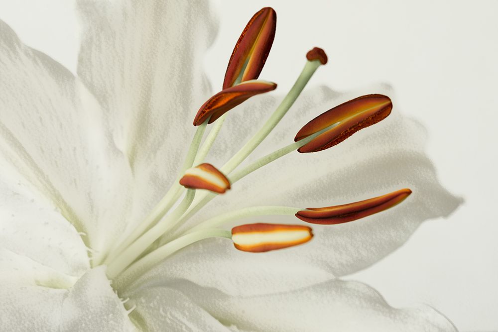 White Lily II art print by Don Schwartz for $57.95 CAD