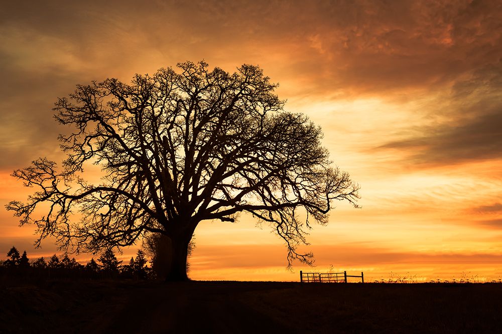 Big Tree, Brilliant Sky art print by Don Schwartz for $57.95 CAD
