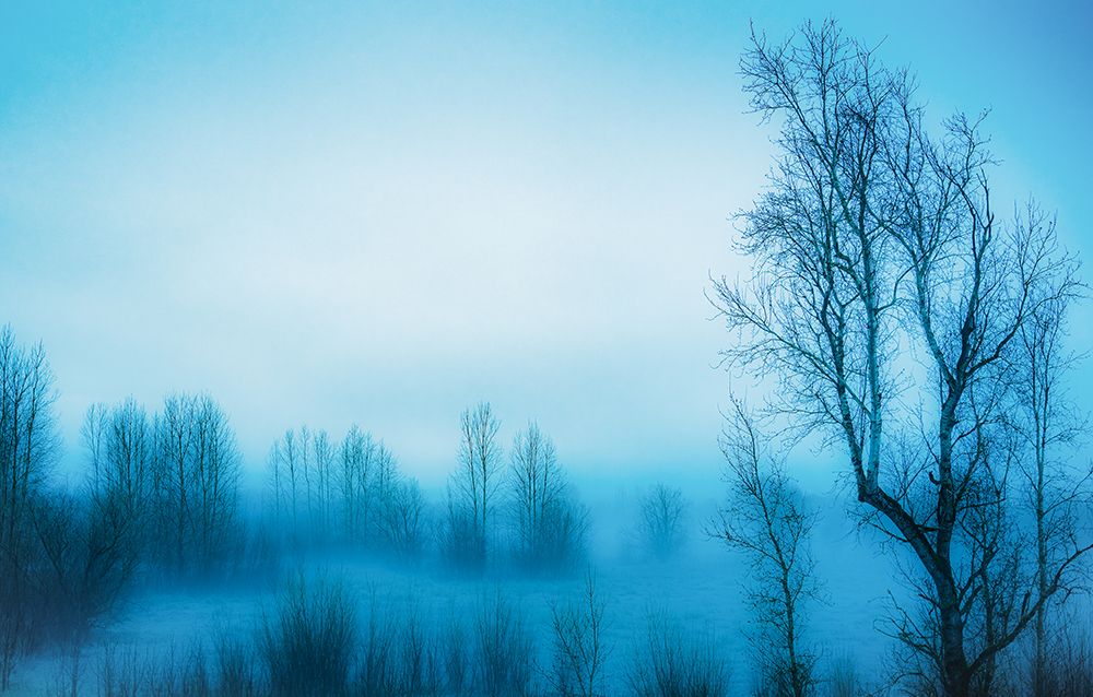 Bare Trees in the Mist art print by Don Schwartz for $57.95 CAD