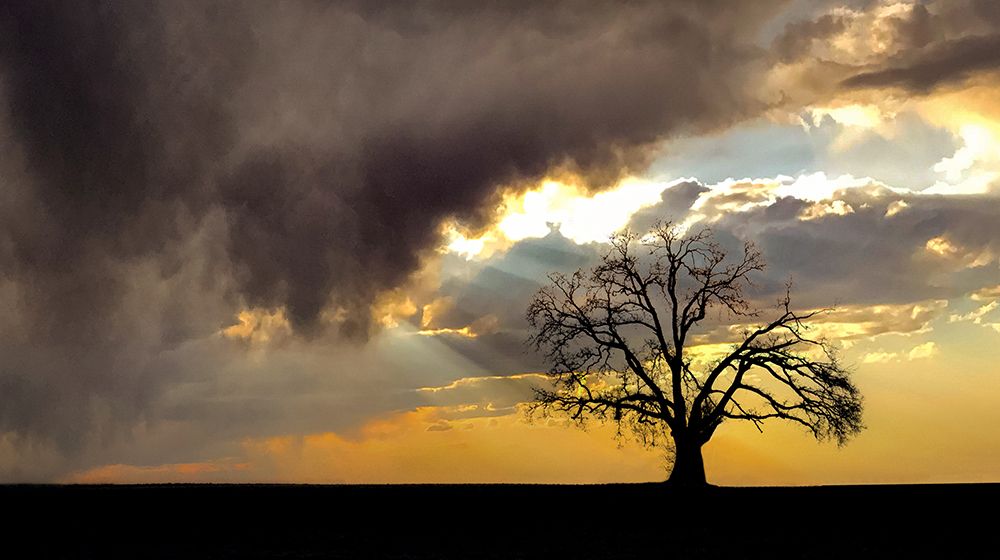 Lone Tree in the Morning art print by Don Schwartz for $57.95 CAD