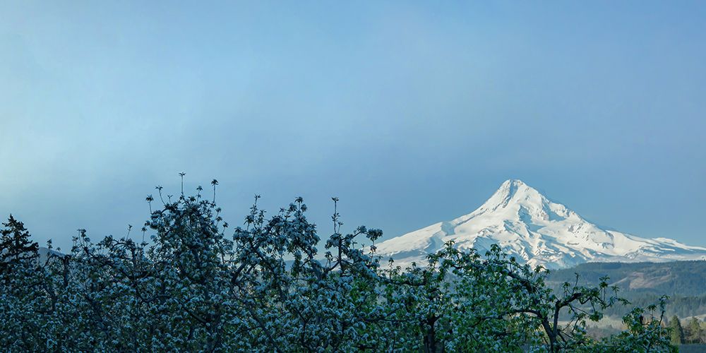 Pear Blossom Morning art print by Don Schwartz for $57.95 CAD