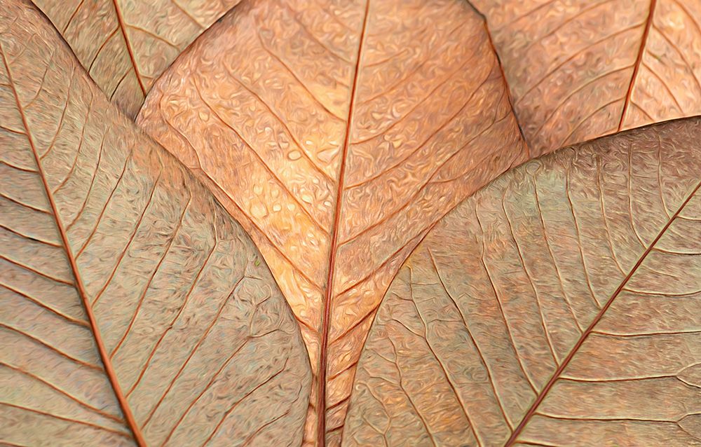 Fallen Leaves art print by Don Schwartz for $57.95 CAD