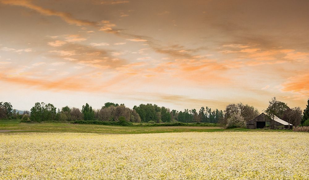 Barn in the Field of Spring Flowers art print by Don Schwartz for $57.95 CAD