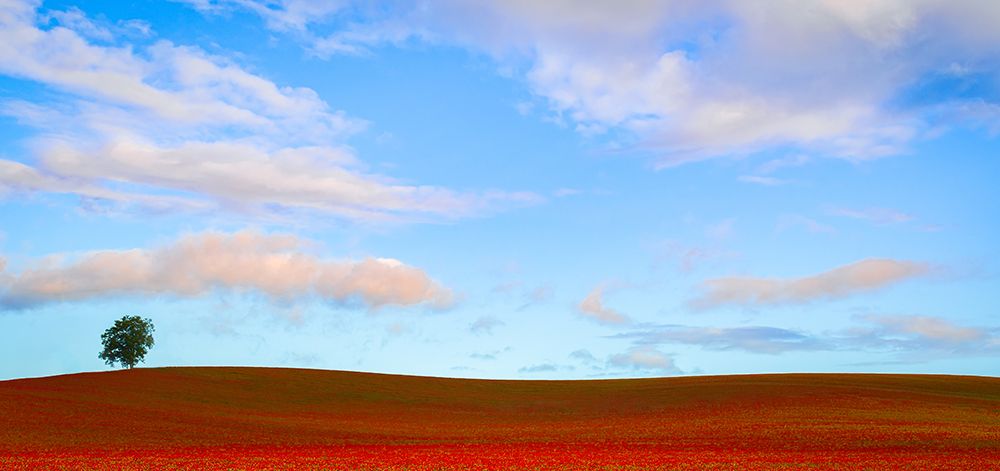 Rolling Hills of Clover art print by Don Schwartz for $57.95 CAD