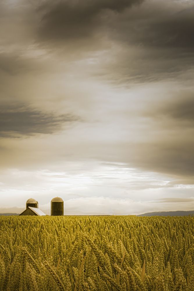Across the Wheat Field art print by Don Schwartz for $57.95 CAD
