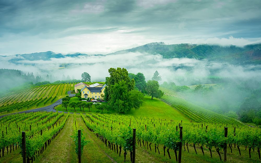 Vineyard in the Mist art print by Don Schwartz for $57.95 CAD