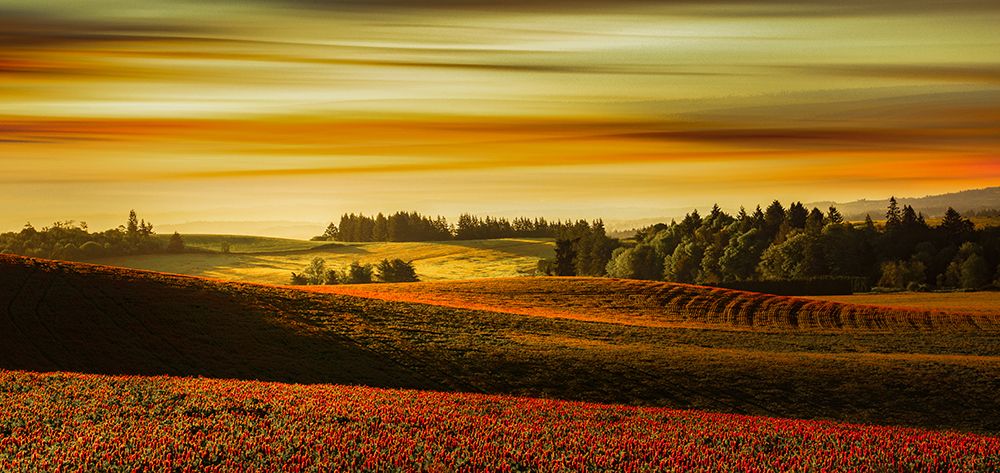Sweeping Fields of Clover art print by Don Schwartz for $57.95 CAD