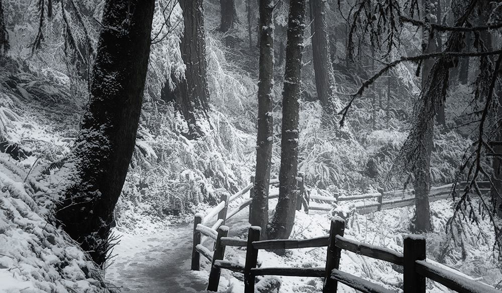 Snow-Draped Forest Trail art print by Don Schwartz for $57.95 CAD