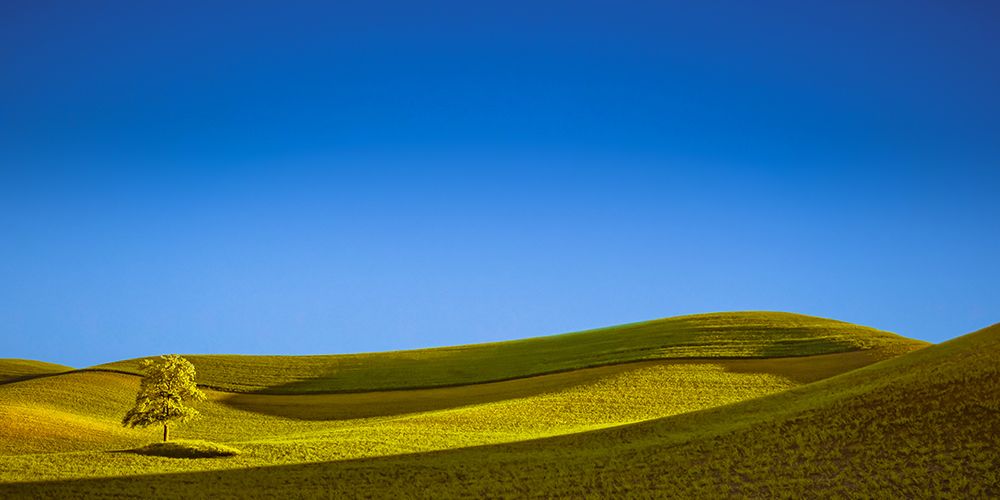 Lone Tree in a Stream of Light art print by Don Schwartz for $57.95 CAD